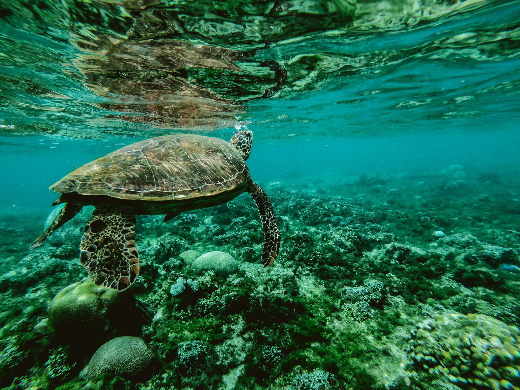 Marine conservation