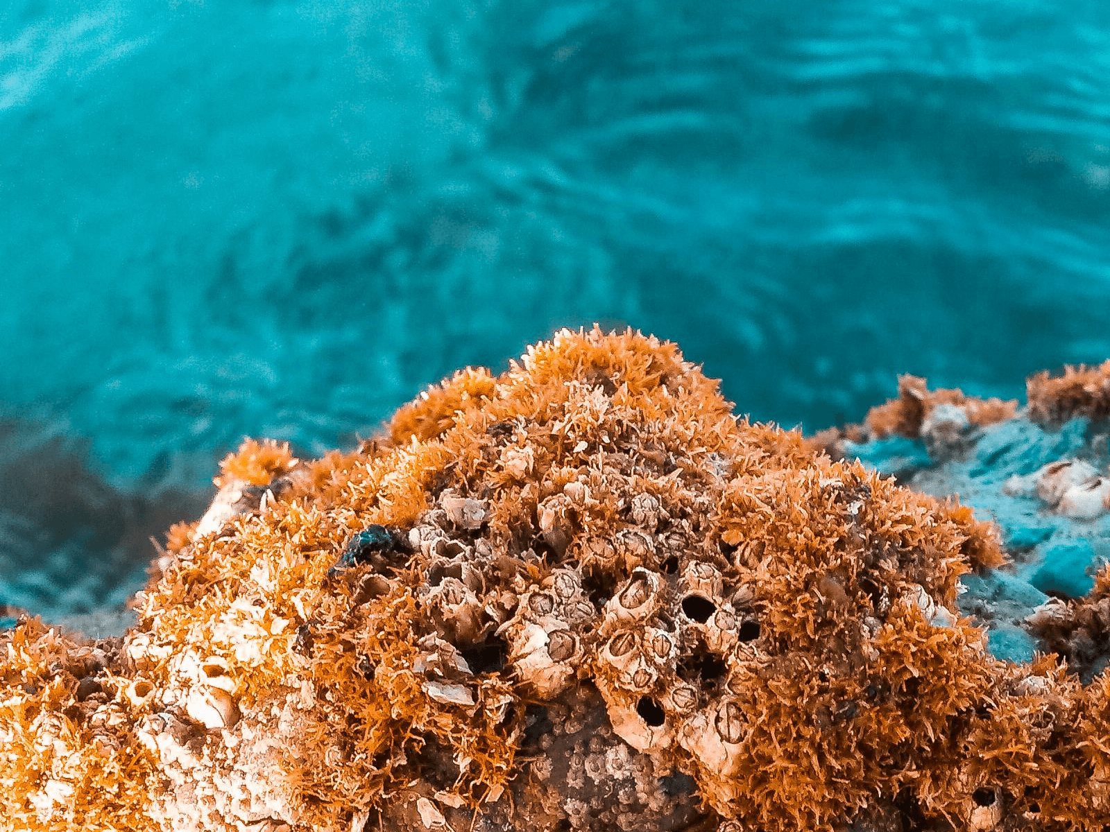 Coral Reef